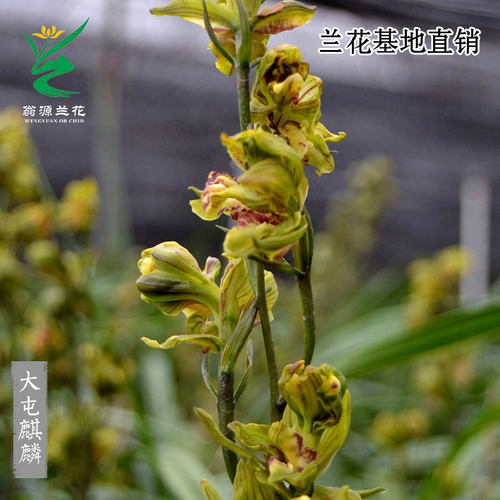 翁源兰花大屯麒麟浓香型带花好养