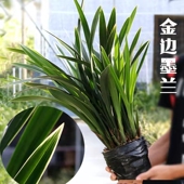 翁源兰花喜花里墨兰金边企黑报岁兰带花室内好养浓香绿植花卉盆栽