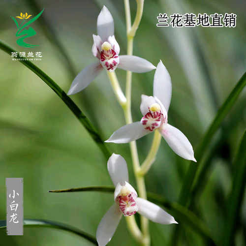 素心彩花老种绿植盆栽翁源兰花苗