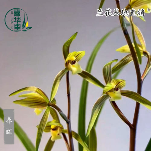 翁源兰花春兰春晖浓香型带花好养