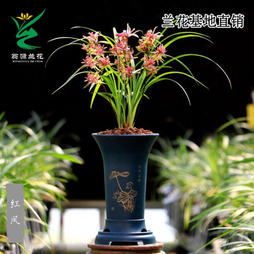 翁源兰花寒兰奇花红凤开花香好养