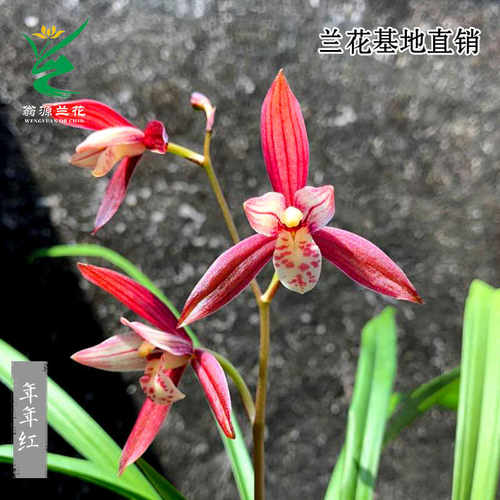 四季建兰开花浓香好易养红花铭品