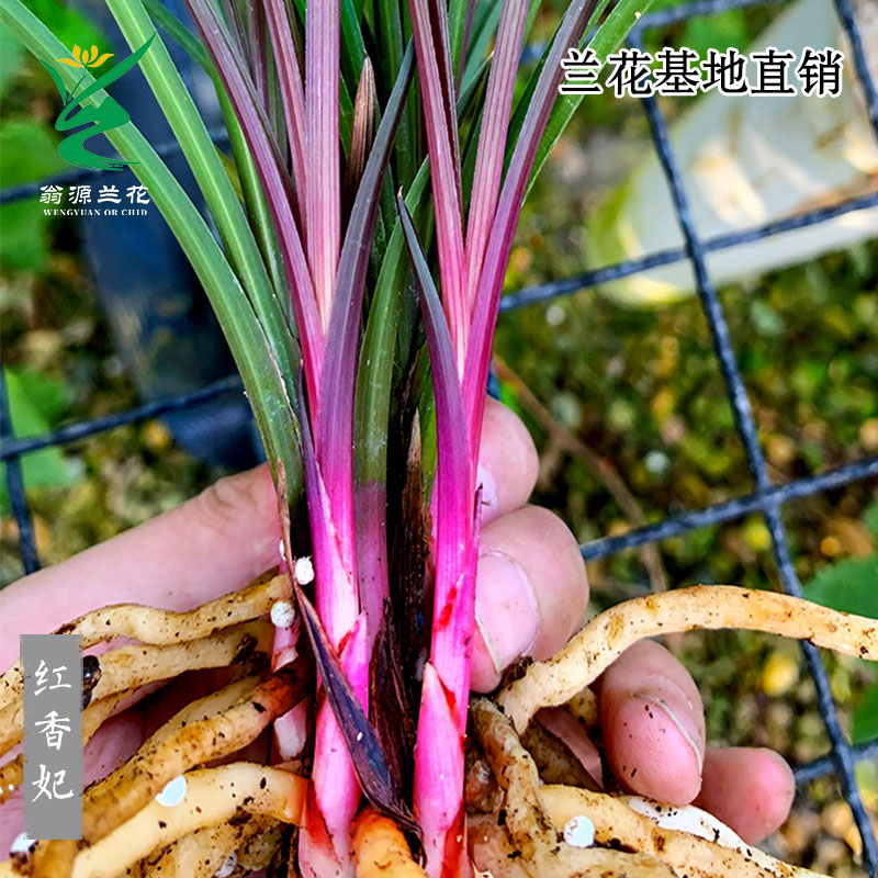 喜花里兰花老种蕙兰红香妃好养香