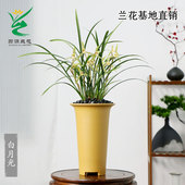 翁源兰花苗喜花里老种细叶寒兰白月光朱砂痣带花浓香好养室内花卉