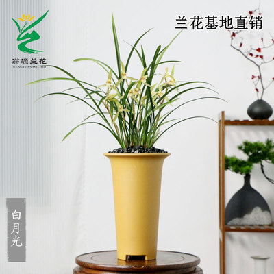 老种细叶寒兰白月光带花浓香好养
