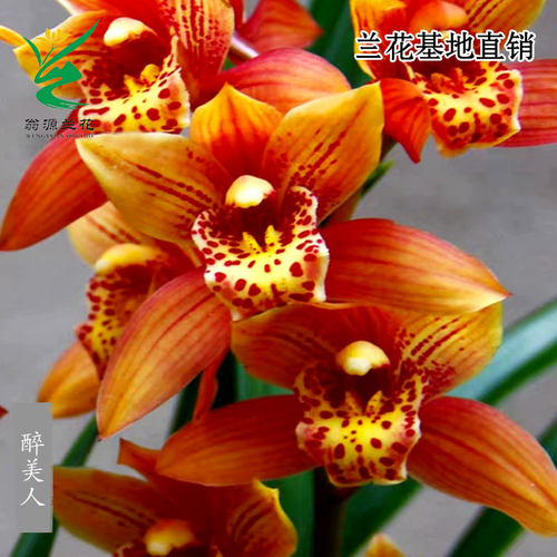 翁源兰花喜花里大花蕙兰醉美人香