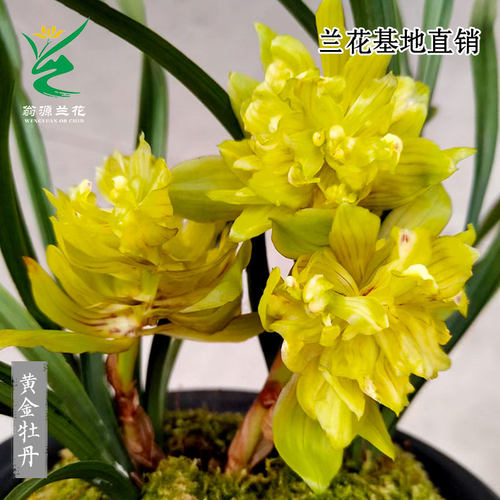 喜花里兰花春兰奇花黄金牡丹带花