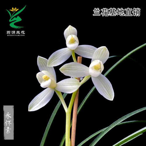 翁源兰花莲瓣兰永怀素开花香好养