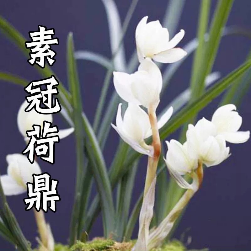 精品素冠荷鼎开花浓香型盆栽