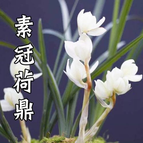 翁源兰花莲瓣兰素冠荷鼎带花浓香