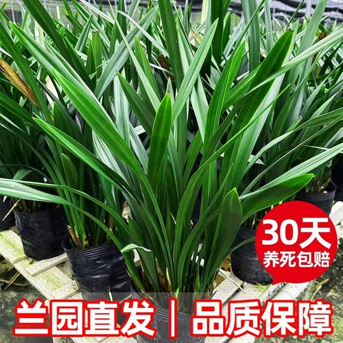 好养墨兰企黑名贵建兰兰花苗