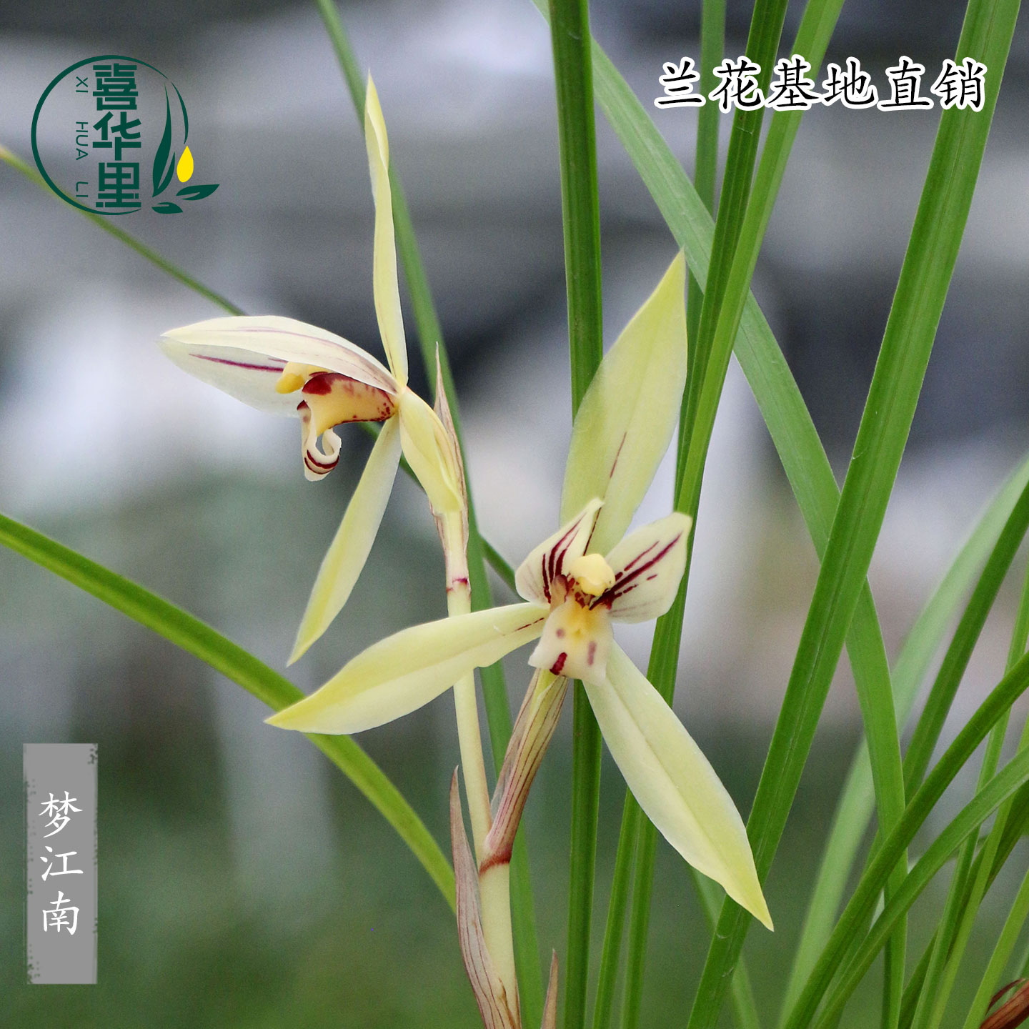 翁源兰花苗高端铭品春兰细叶梦江南带花浓香宋梅室内花卉绿植盆栽