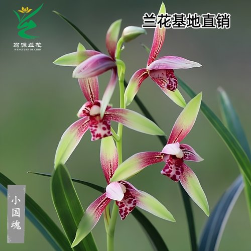 喜花里四季建兰小国魂带花浓香型