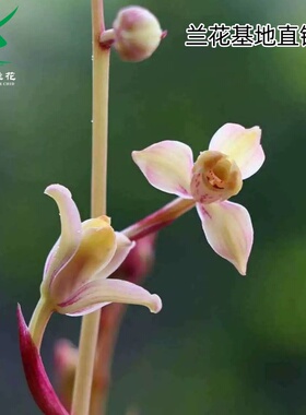 翁源兰花喜花里四季建兰铭品市长红梅先明艺带花浓香富山室内绿植