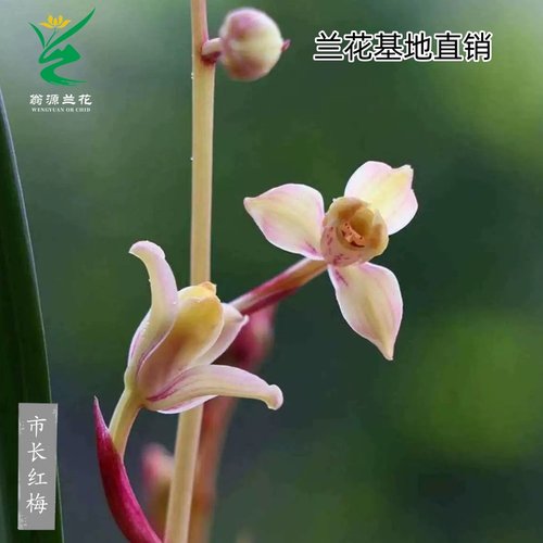 翁源兰花市长红梅浓香型建兰带花