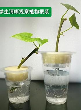 学生实验观察植物生长透明种植杯定植篮海绵无土栽培水培diy容器