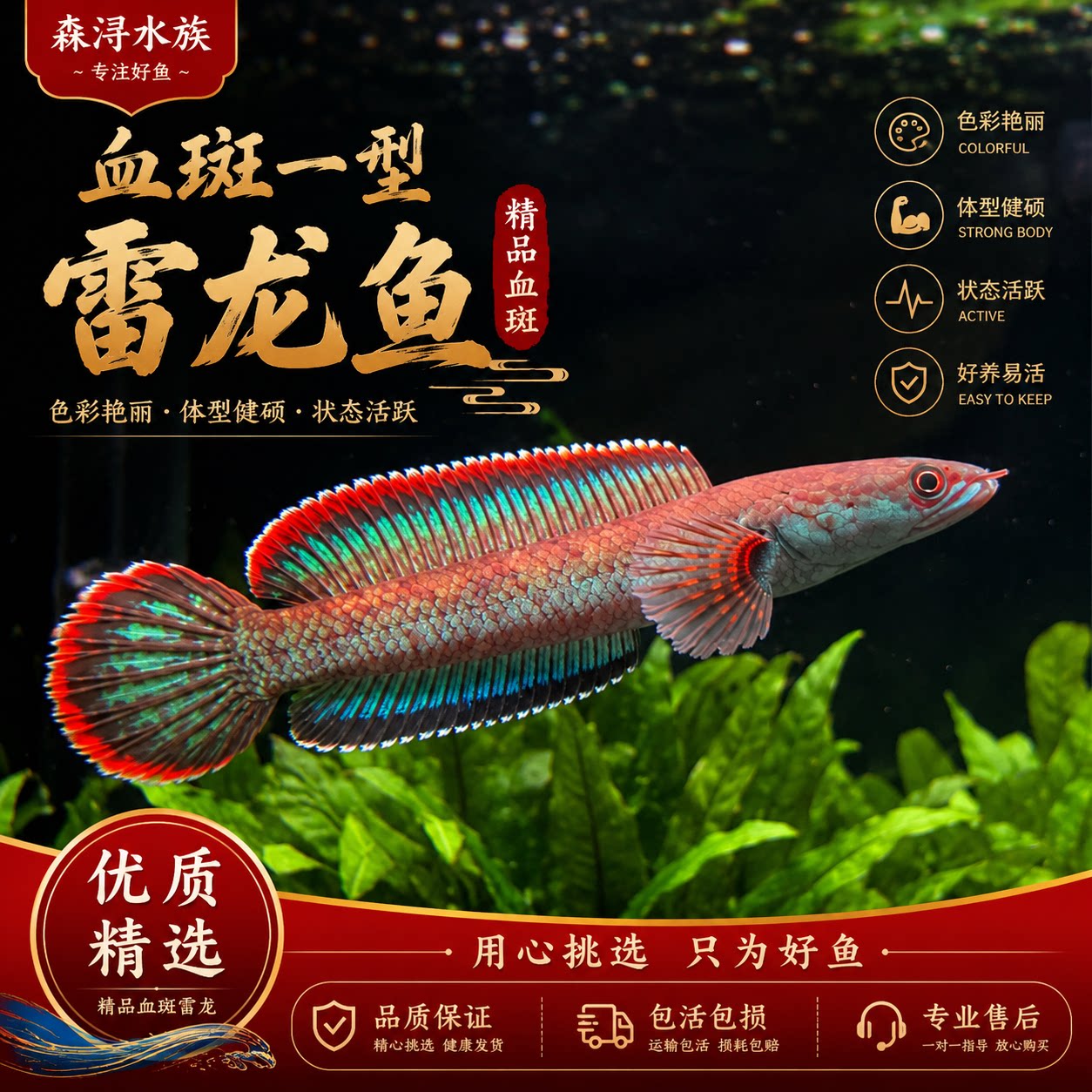 血斑一型雷龙活体冰火雷龙小型热带淡水鱼性情凶猛好斗领地意识强