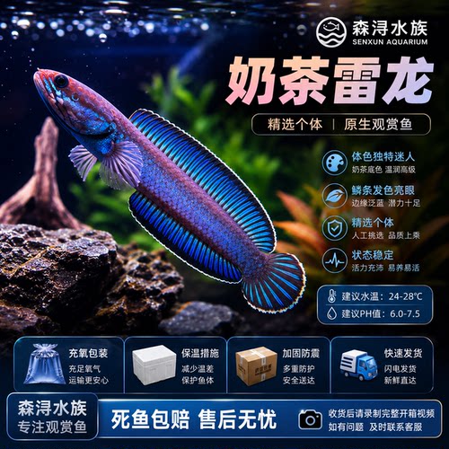 蓝鳍亮眼奶茶雷龙鱼活体小体型热带观赏鱼皮实耐活水族爱好者优选