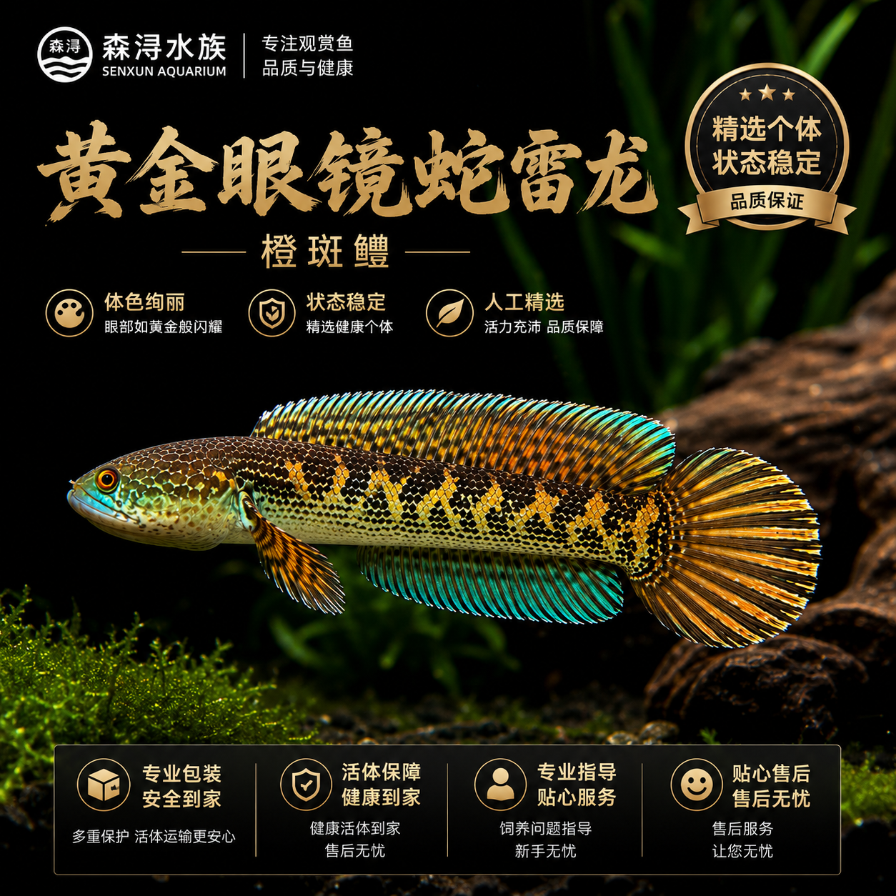 肉食凶猛雷龙鱼黄金眼镜蛇活体热带淡水鱼大型水族观赏鱼全品健康