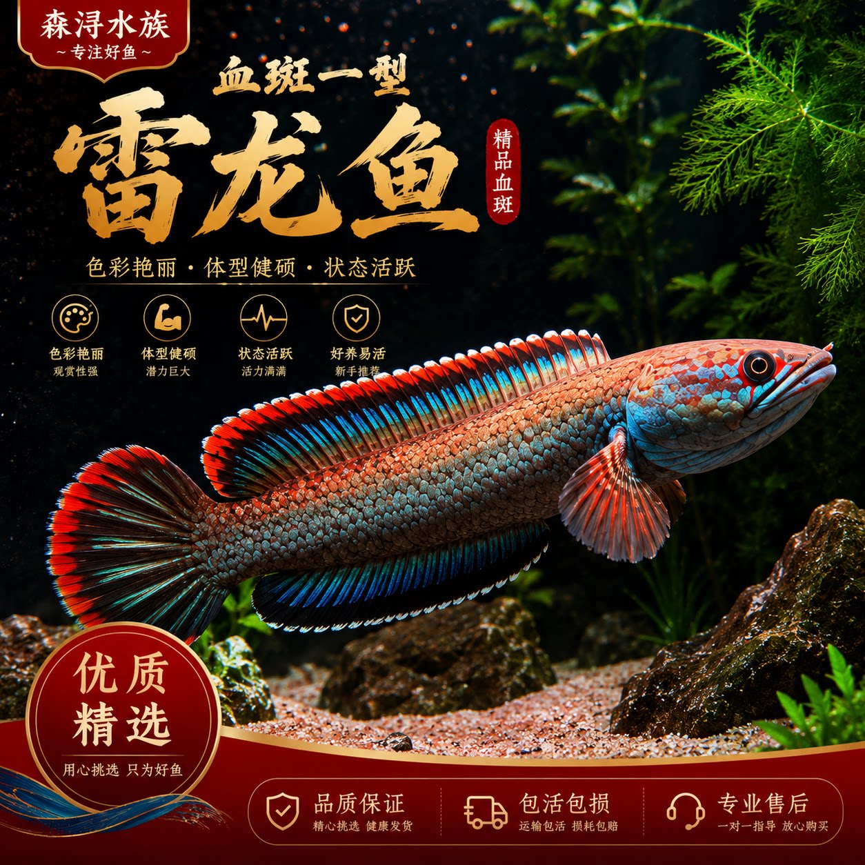 缅甸血斑一型雷龙活体眼角血斑明显体色艳丽暴躁凶悍玩家专属猛鱼