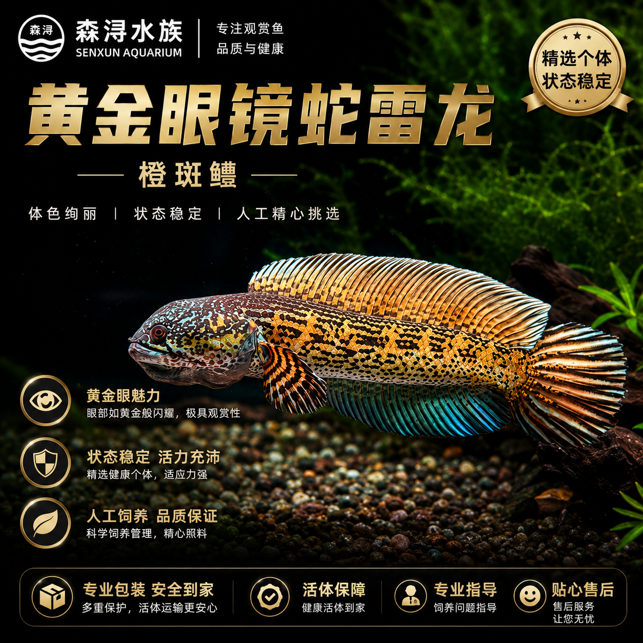 全品无残黄金眼镜蛇雷龙鱼活体大型观赏鱼热带猛鱼互动性强宠物鱼