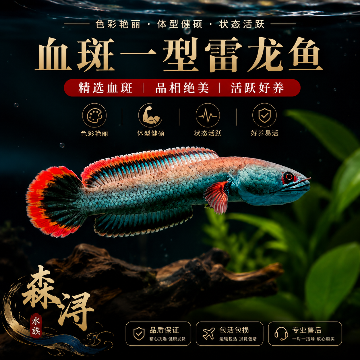 梦幻血斑一型雷龙活体脾气暴躁攻击性足血斑纹路清晰生性好斗猛鱼