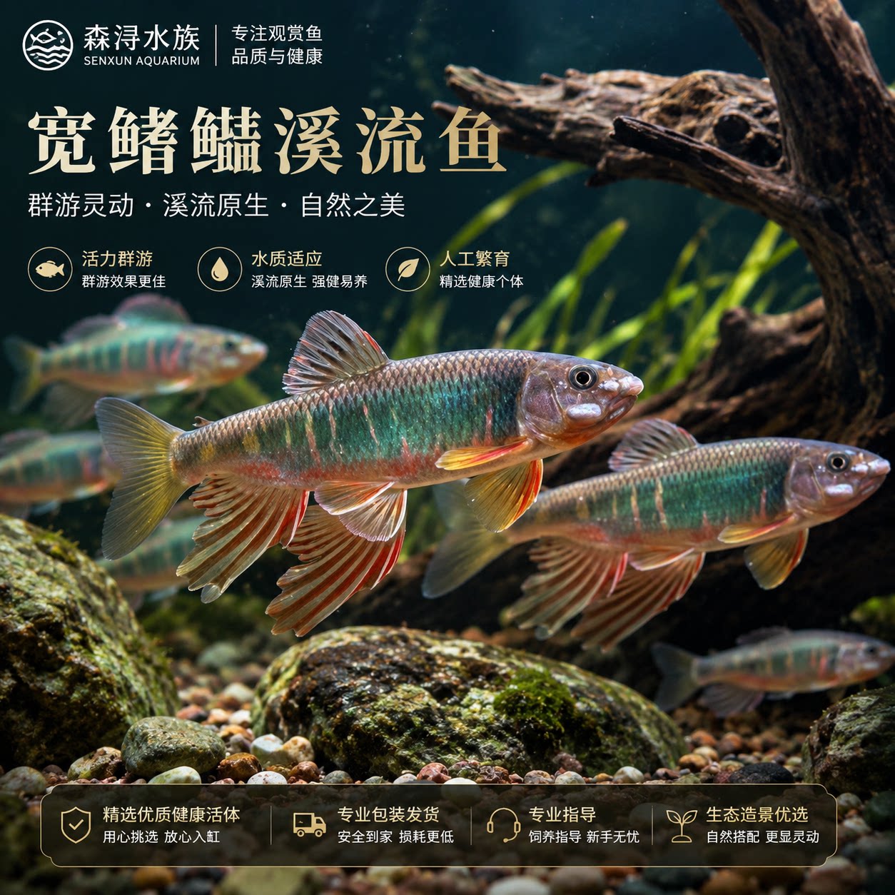群游宽鳍鱲活体本土原生鱼耐低温易饲养室内鱼缸观赏鱼可混养