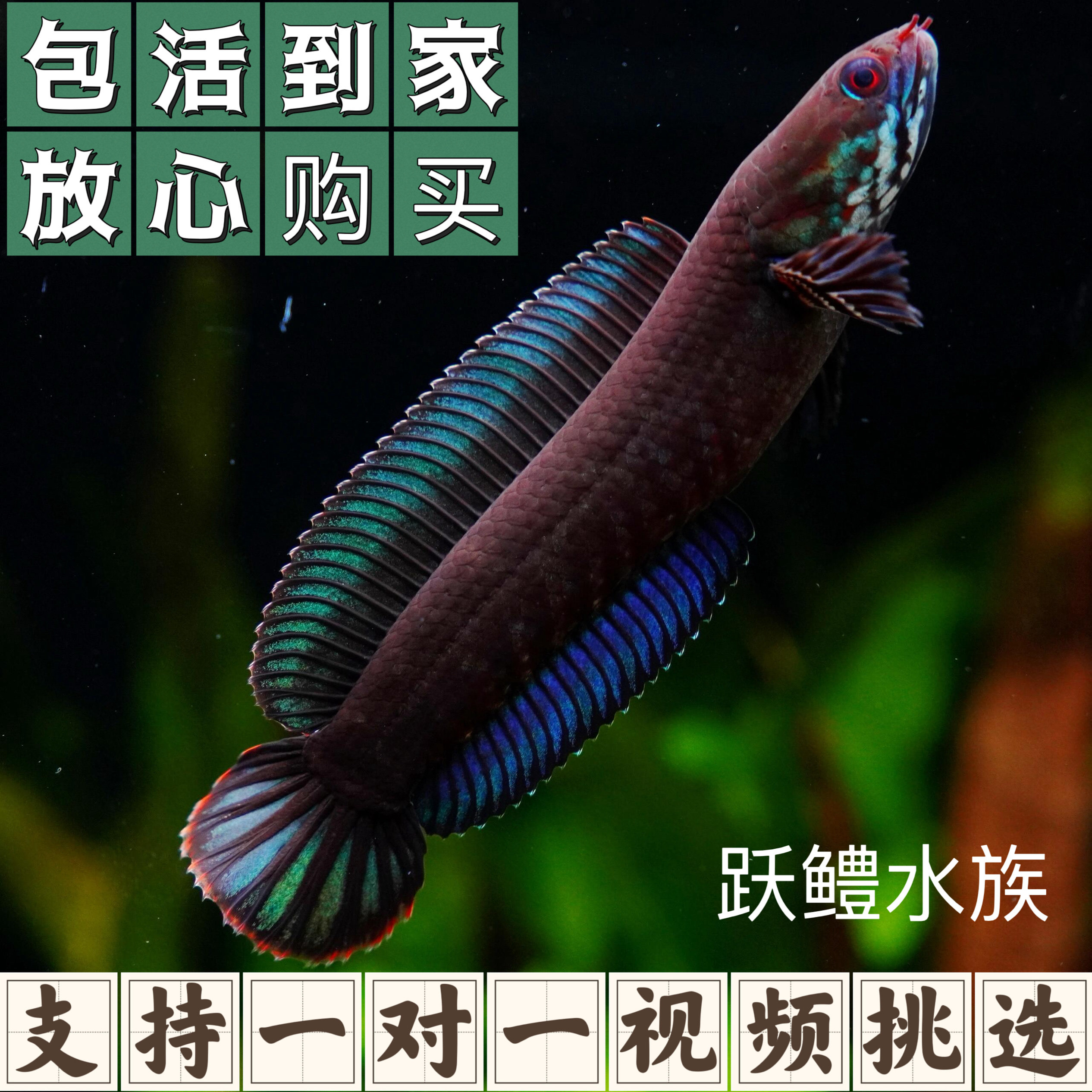 奶茶雷龙热带淡水雷龙鱼