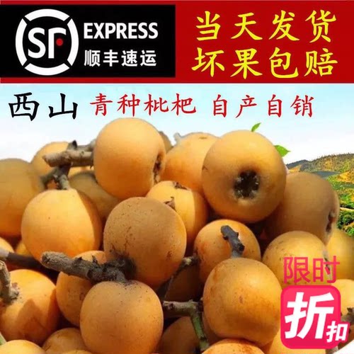苏州西山青种枇杷精装新鲜孕妇水果5斤PK蒙自东山白玉白沙琵琶