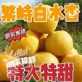 山西杏 白水杏 杏 黄杏 繁峙 白杏 大杏 赵庄白水杏 白水大杏包邮
