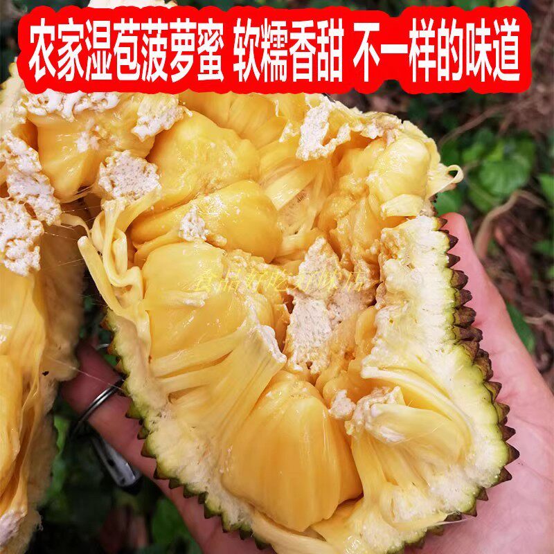 广西湿包菠萝蜜大树木菠萝当季湿苞榴莲蜜时令新鲜水果非干苞菠萝