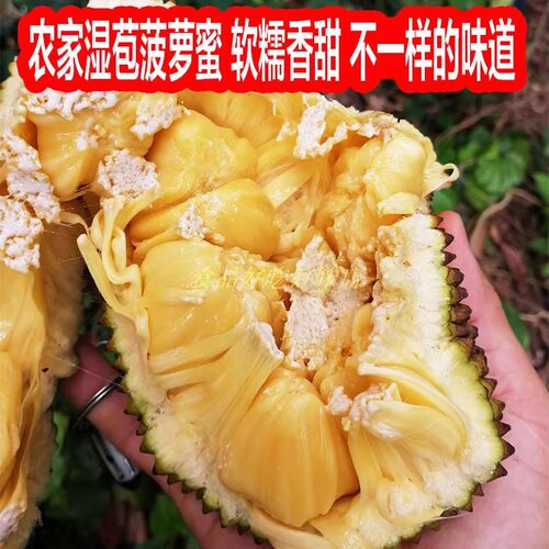 广西湿包菠萝蜜大树木菠萝当季