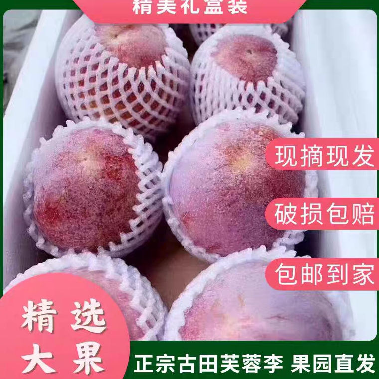 正宗古田芙蓉李当季新鲜水果5斤礼盒装红心李子脆甜果园现摘现发