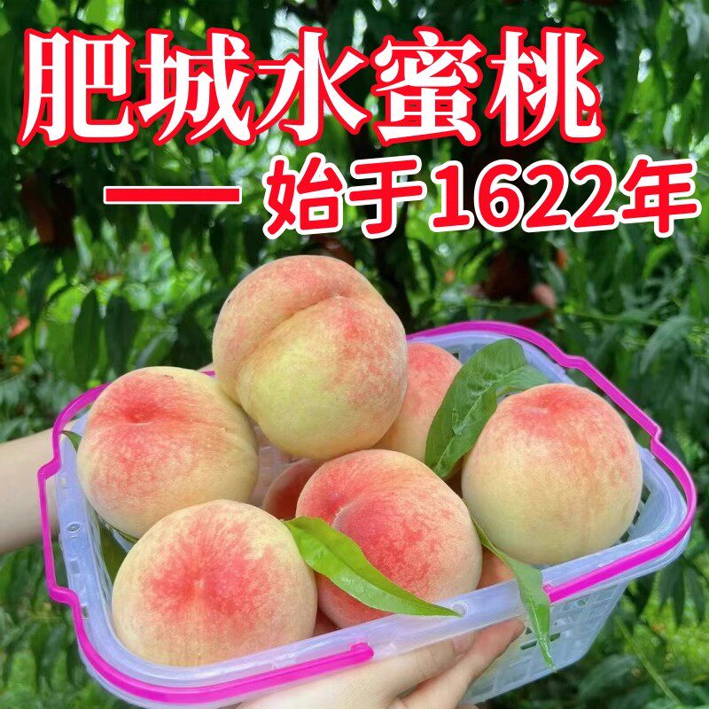 肥城桃现摘水蜜桃新鲜水果桃子整箱软甜肥城应季大桃当季山东正宗