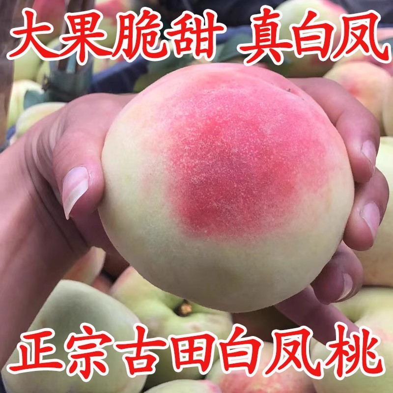 古田水蜜桃正宗白凤桃新鲜水果孕妇当季现摘5斤礼盒装甜脆桃子