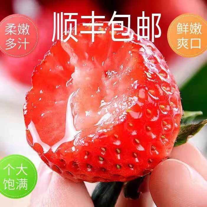 当季奶油草莓新鲜红草莓巧克力草莓酸草莓当季水果现摘
