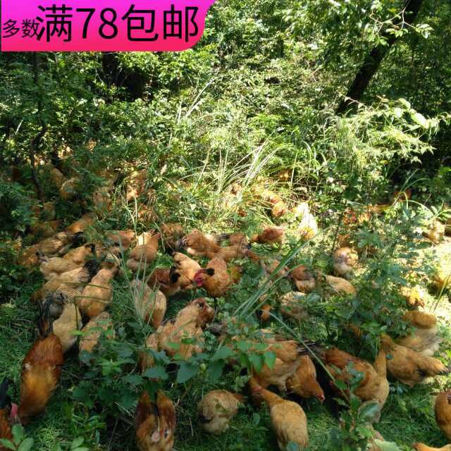 湖南常德桃源 农村吃谷吃玉米散养母鸡 2斤多毛重包邮顺丰