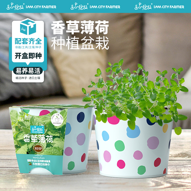 可食用薄荷好养活种植幼儿园植物