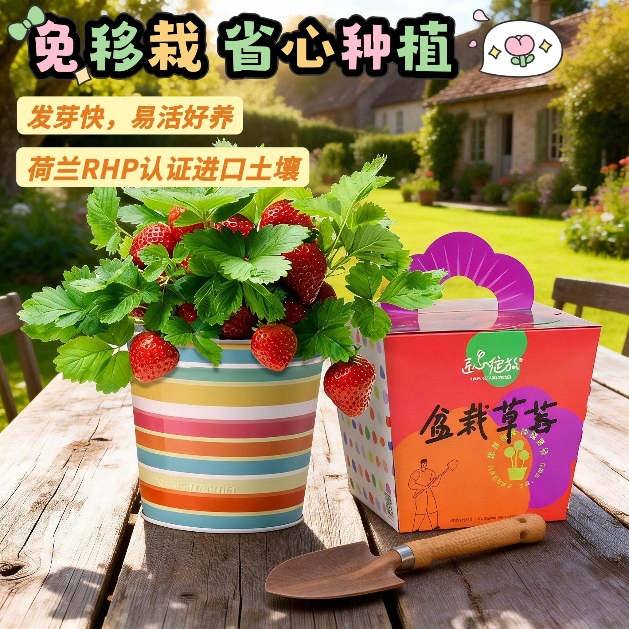 匠心绽放草莓种植小盆栽矮生番茄水果种子幼儿园儿童观察阳台植物
