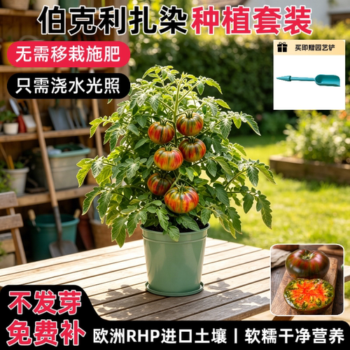 匠心绽放伯克利扎染番茄种植套装
