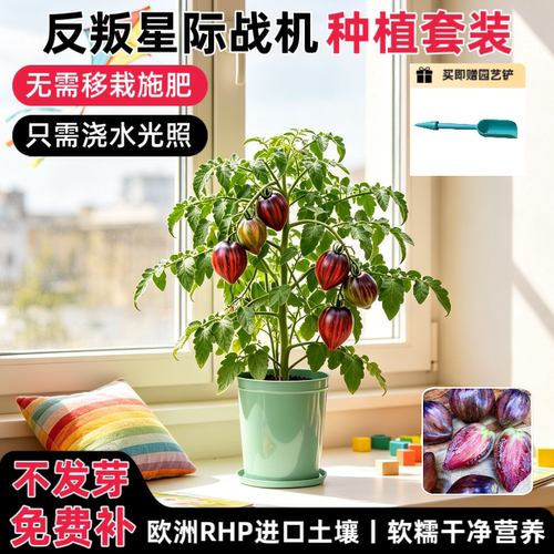 匠心绽放星际战机番茄种植套装