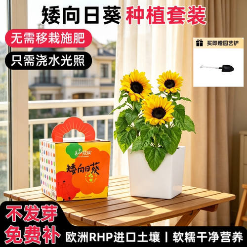 匠心绽放矮向日葵阳台种植小盆栽