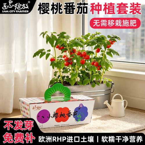 匠心绽放小番茄种植盆栽园艺套装