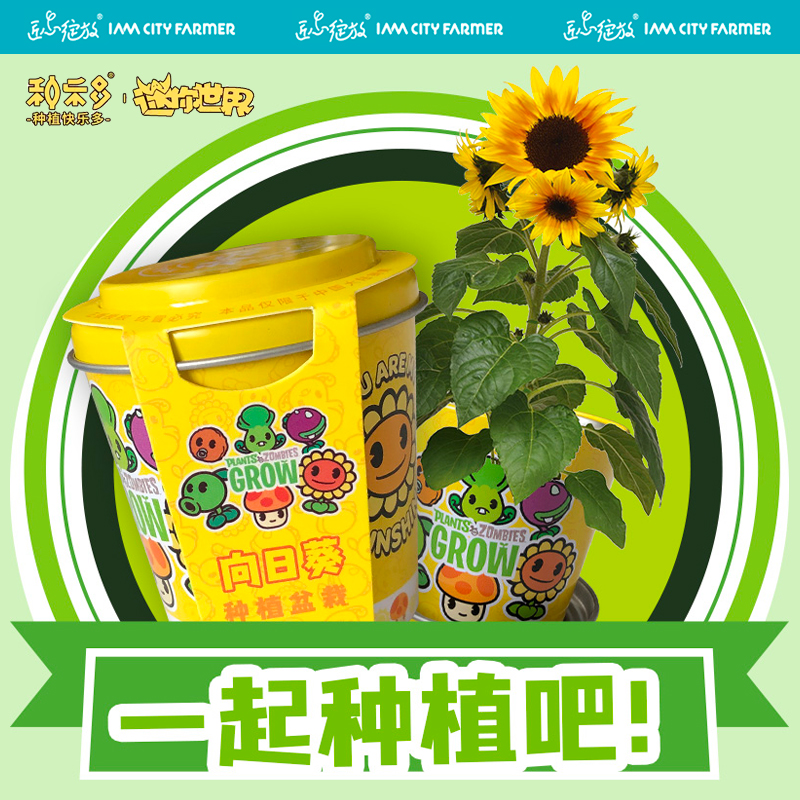 迷你小盆栽儿童种植多款可选