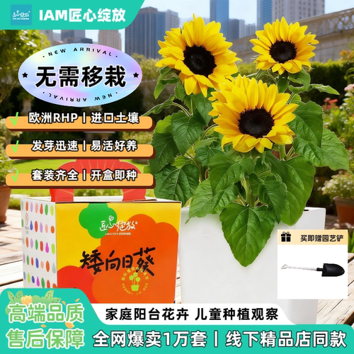 匠心绽放儿童种植矮向日葵小盆栽