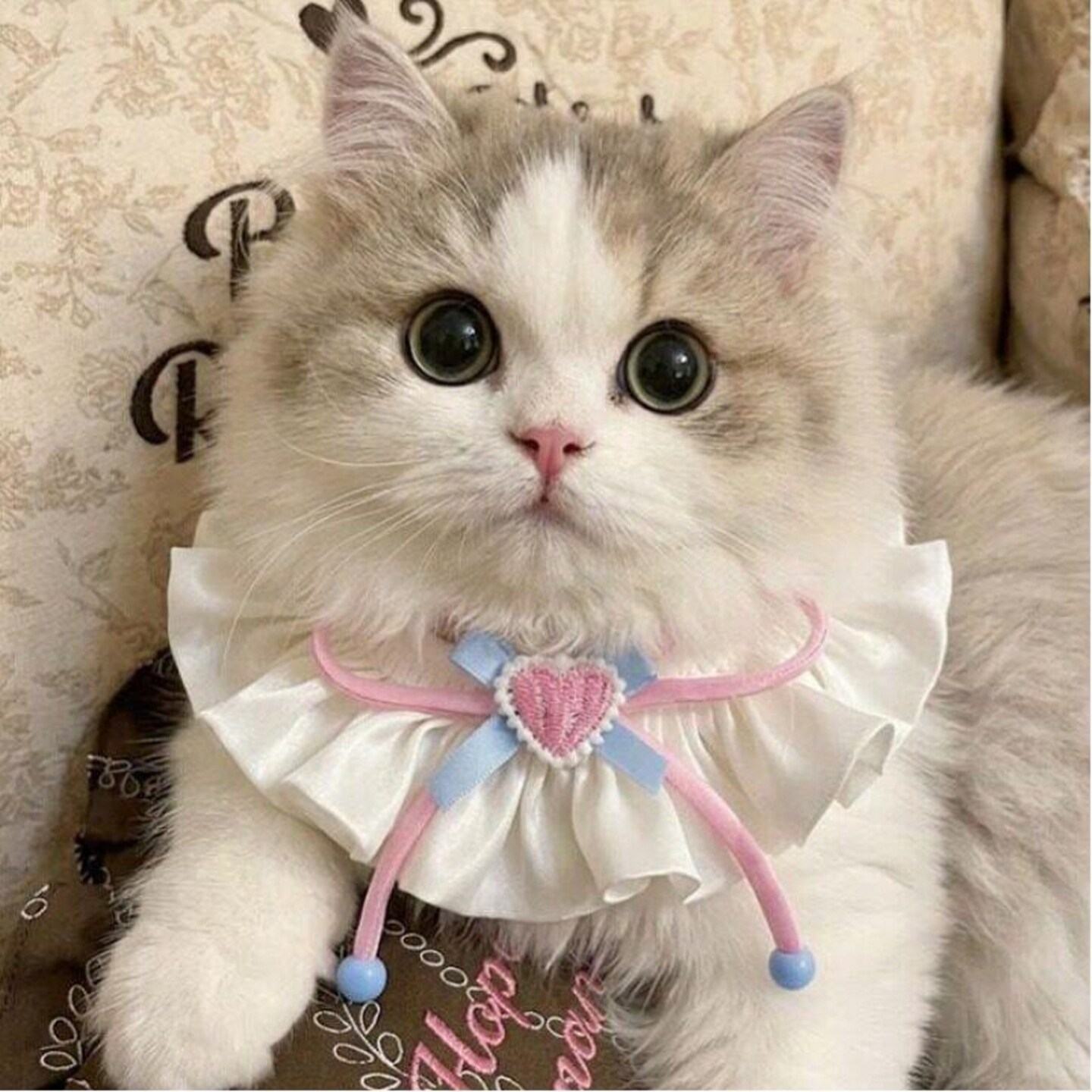 宠物口水巾围脖猫咪可爱蝴蝶结项圈公主风防舔毛狗狗口水兜装饰品