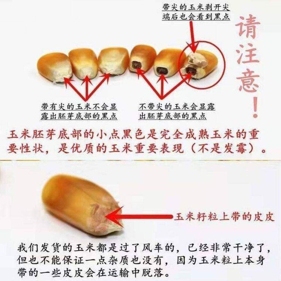 新鲜玉米粒干籽鸡鸭鹅鸟