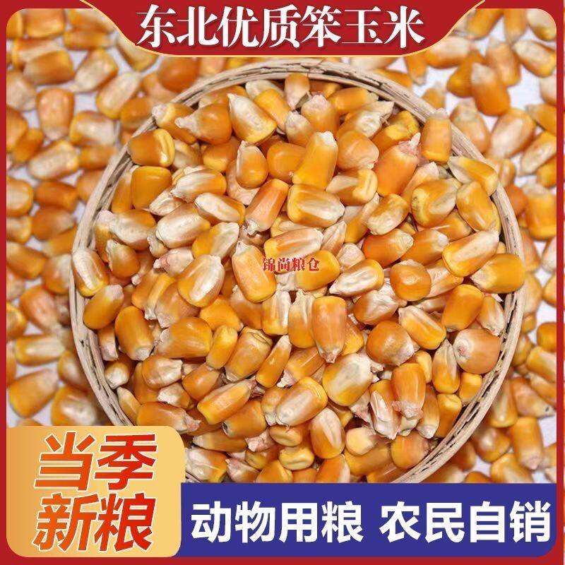 东北特产玉米粒10斤饲料