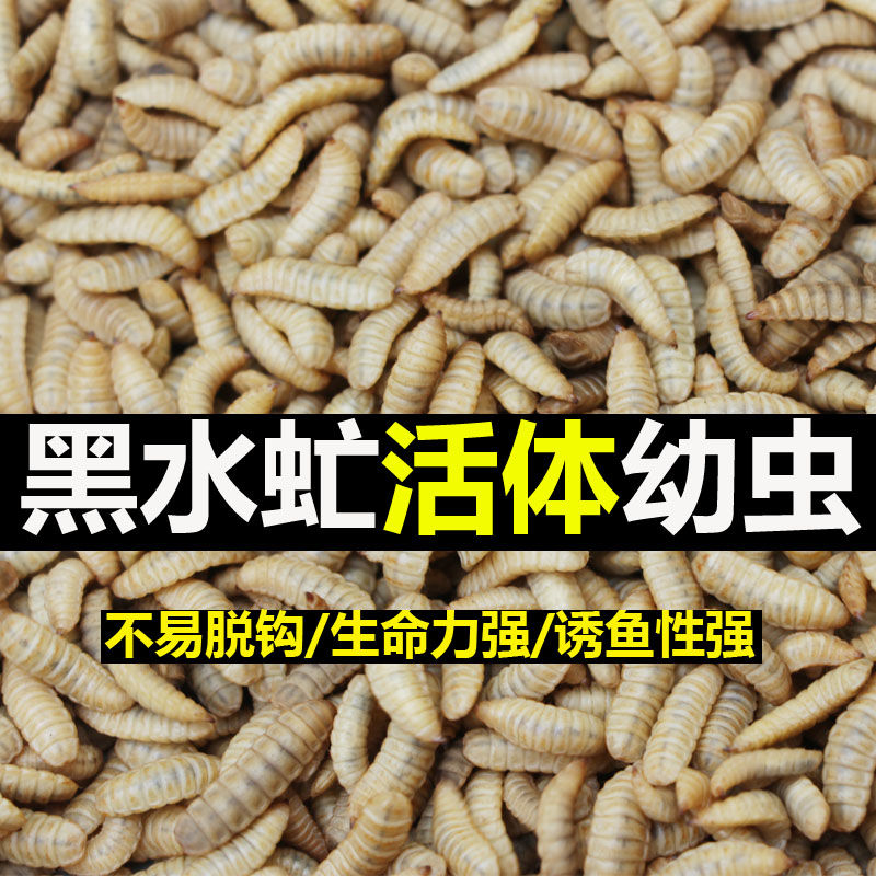 【包活包赔】黑水虻活体幼虫鲶鱼鲫鱼鲤鱼黄颡鱼窝料野钓活虫饵料