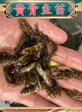 黄骨鱼鱼苗淡水养殖活体黄颡鱼好养黄鸭叫昂刺鱼黄辣丁汪丁黄丫头